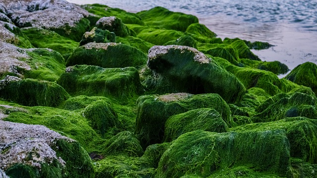 What Causes Algae in Pool